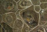 Polished Fossil Coral (Actinocyathus) - Morocco #100622-1